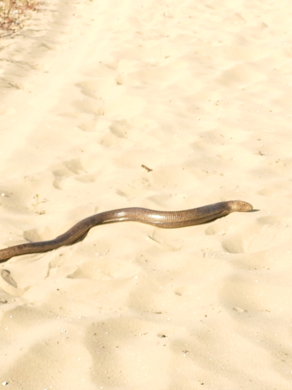 Ophisaurus apodus  photographed by נצר אלימלך 