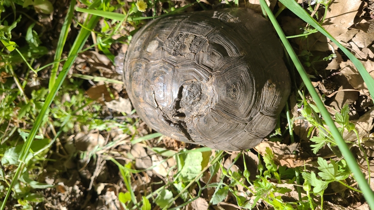 Testudo graeca  photographed by yifatdav@npa.org.il 