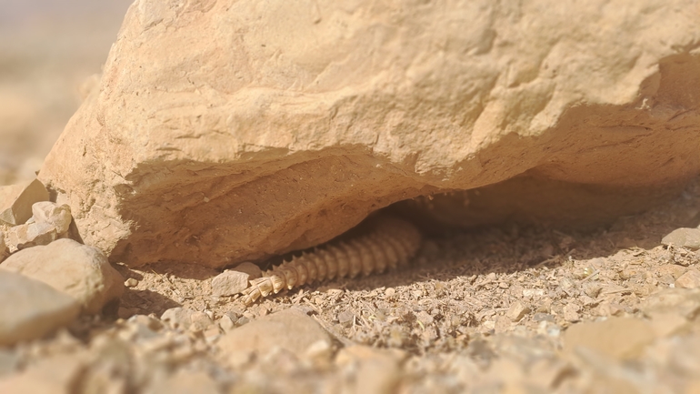 Dabb Lizard  photographed by שי רוזנצוויג 