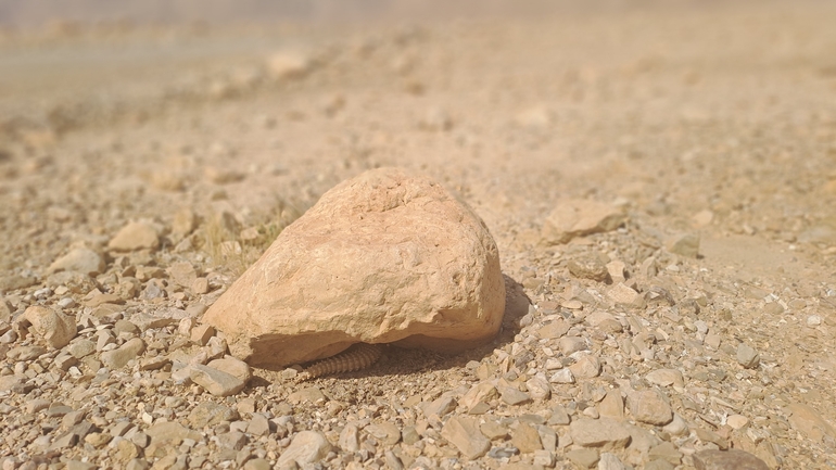 Dabb Lizard  photographed by שי רוזנצוויג 