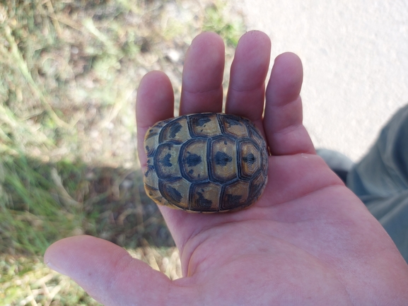 Testudo graeca  photographed by נדב בן יאיר 