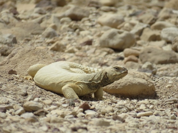 Dabb Lizard  photographed by אסף הברי 