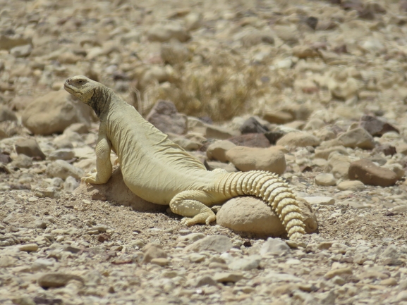 Uromastyx aegyptia  צולם על ידי אסף הברי 