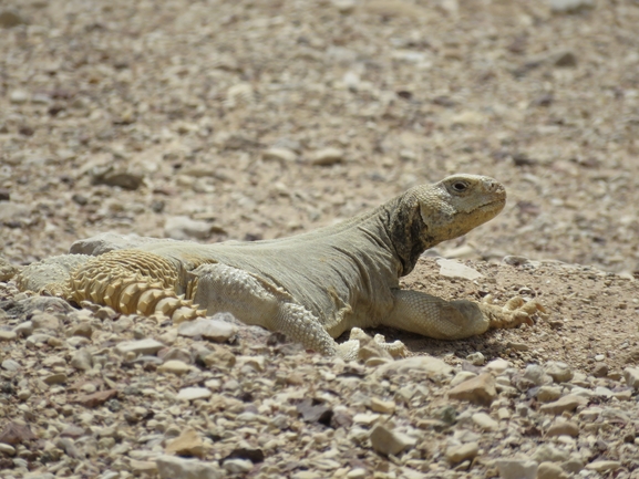 Uromastyx aegyptia  צולם על ידי אסף הברי 