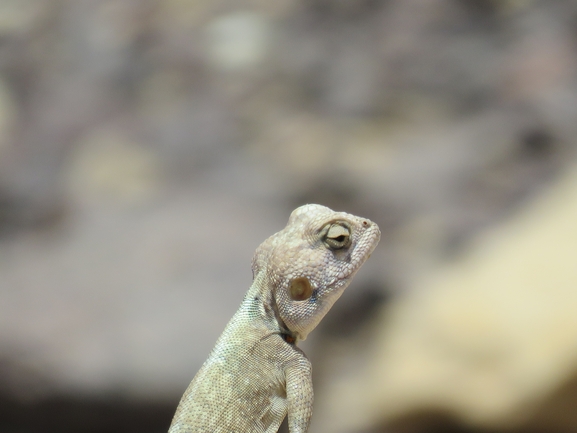 Agama sinaita  photographed by אסף הברי 