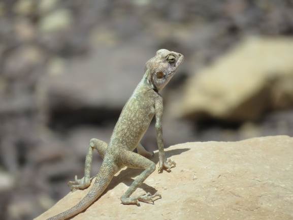 Agama sinaita  photographed by אסף הברי 