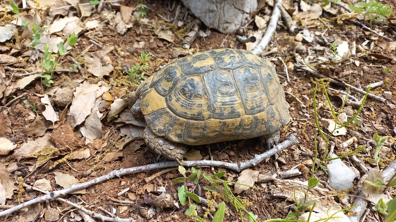 Testudo graeca  photographed by idantelman@gmail.com 