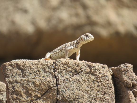 Uromastyx ornata  צולם על ידי אסף הברי 