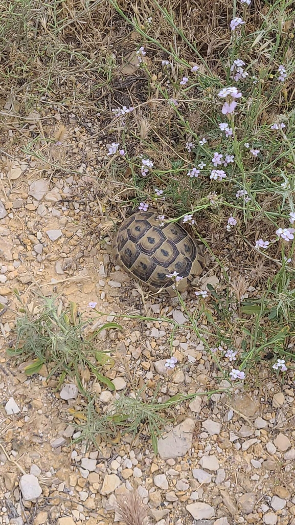 Testudo graeca  photographed by שלומי פלד 