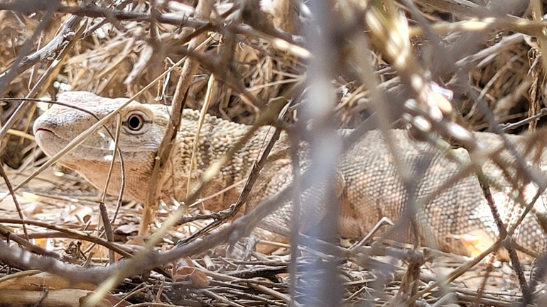 Grey Monitor  photographed by יובל הרמתי 