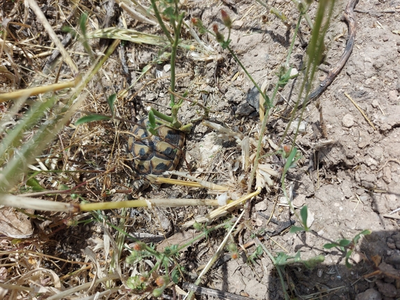 Testudo graeca  photographed by נדב בן יאיר 