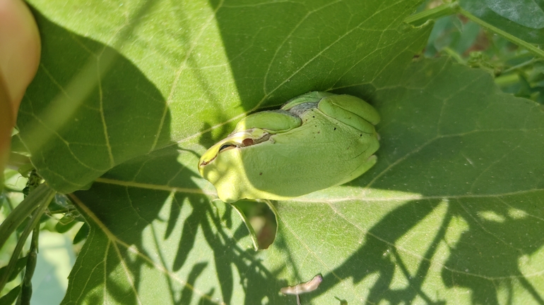 Hyla savignyi (Hyla arborea)  photographed by נעם שגב 