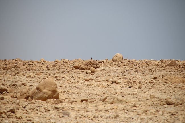 Uromastyx aegyptia  צולם על ידי שי רוזנצוויג 