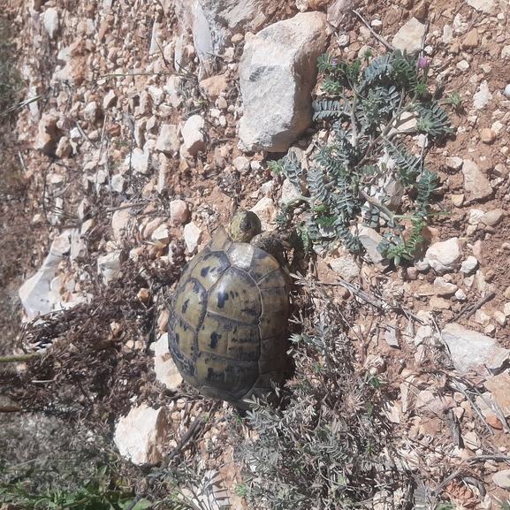 Testudo graeca  photographed by אבי מרגולין 