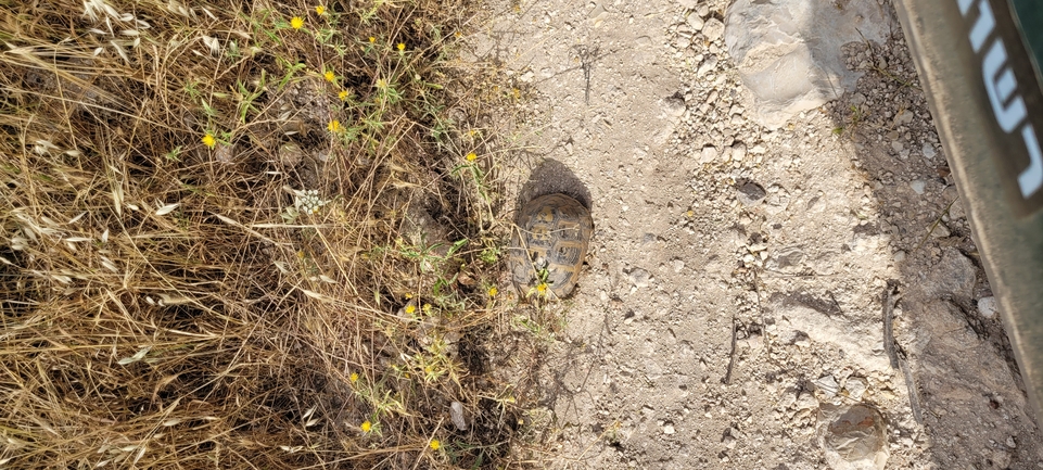 Testudo graeca  photographed by עדי בכור 