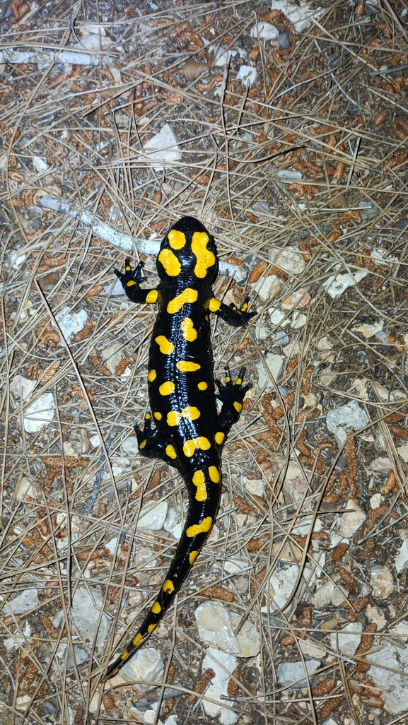 Salamandra infraimmaculata  photographed by גיל בן-עזרא 