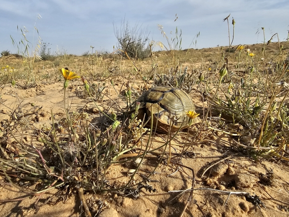 צב-יבשה מדברי  צולם על ידי אביעד בר 