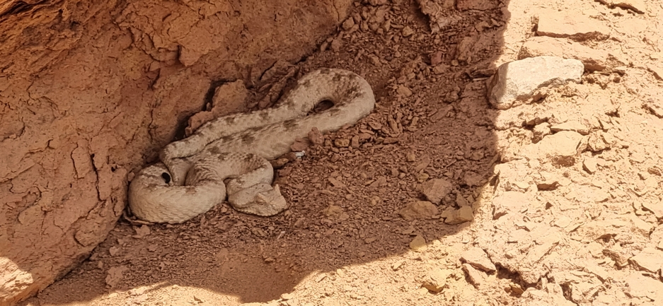 Pseudocerastes persicus fieldi  photographed by דניאל שמר 