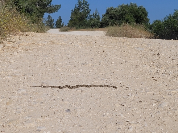 Hemorrhois nummifer  photographed by סיון מרדוק 