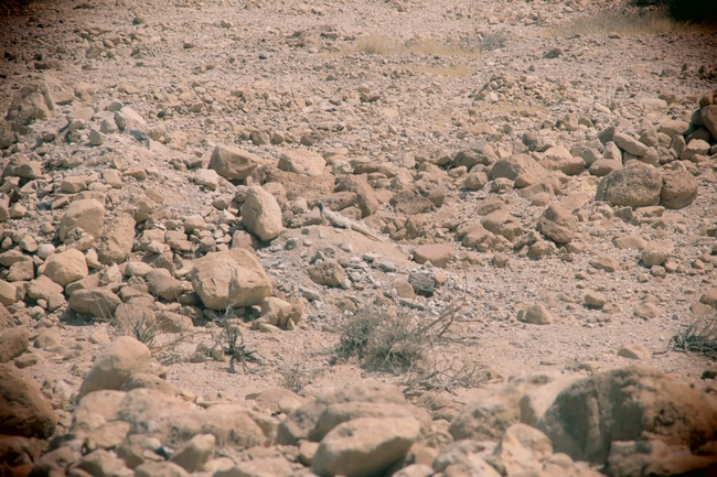 Dabb Lizard  photographed by שי רוזנצוויג 