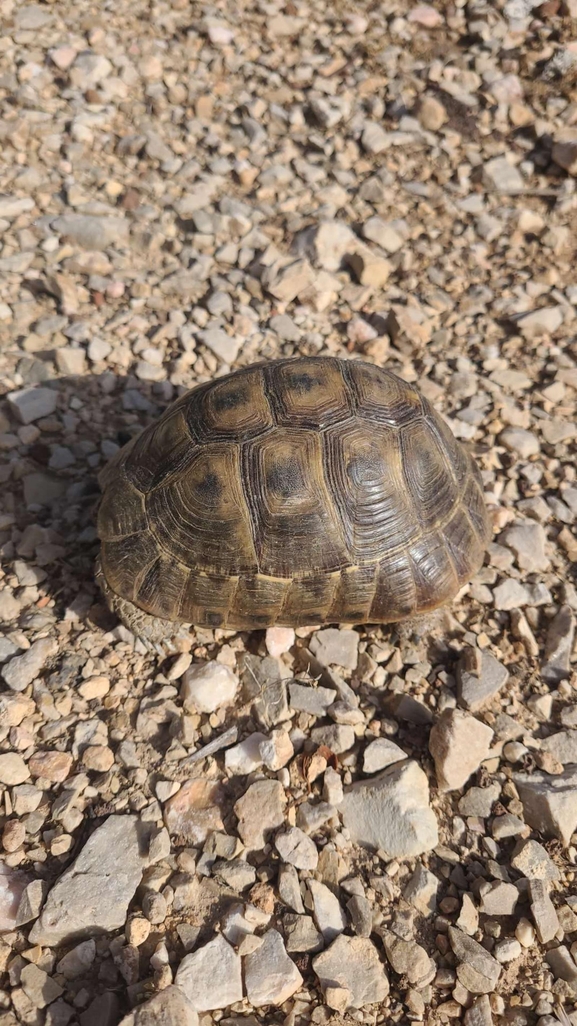 Testudo graeca  photographed by עידו שקד 