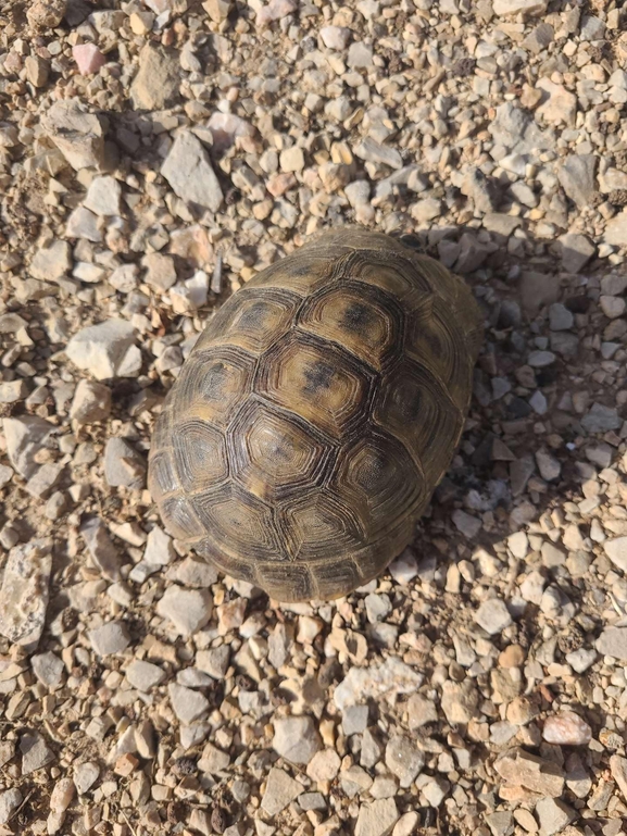 Testudo graeca  photographed by עידו שקד 