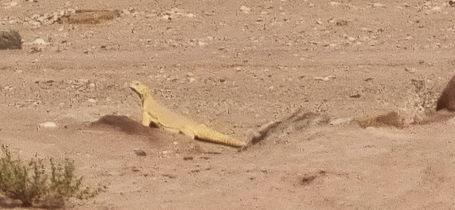 Dabb Lizard  photographed by דניאל שמר 