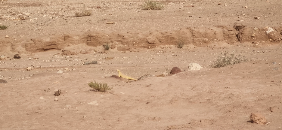 Uromastyx aegyptia  צולם על ידי דניאל שמר 