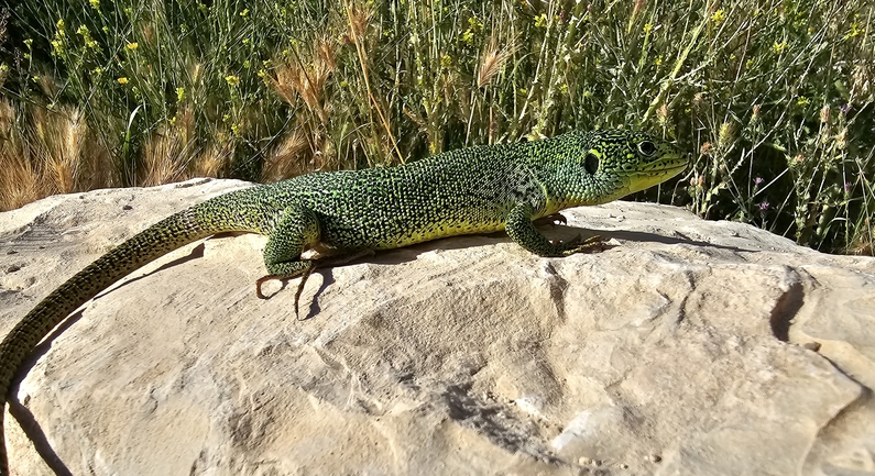 Lacerta trilineata israelica  photographed by אביעד בר 