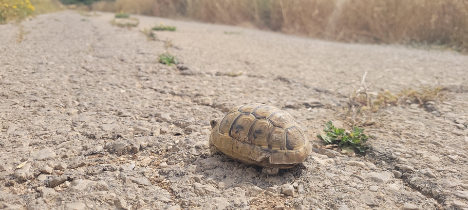 Testudo graeca  photographed by ליעד כהן 