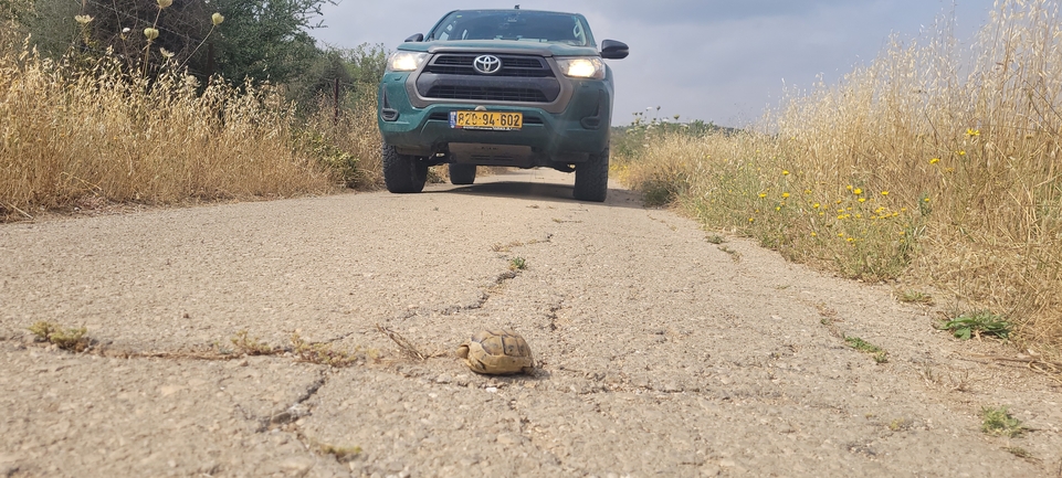 Testudo graeca  photographed by ליעד כהן 