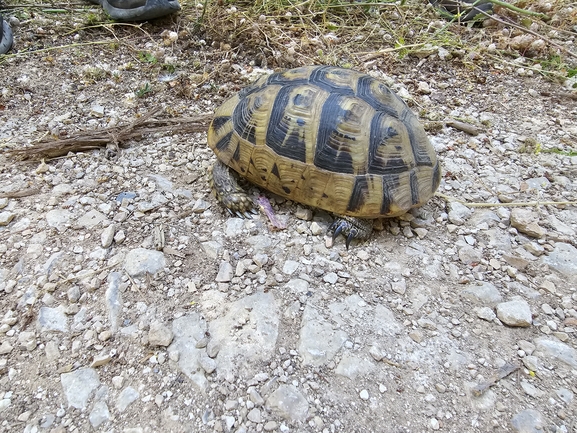 Testudo graeca  photographed by אביעד בר 