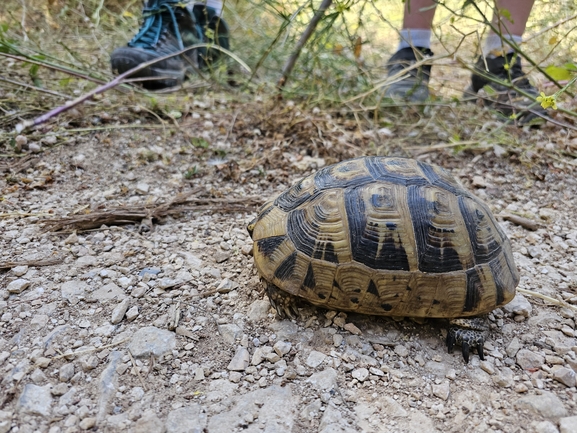 Testudo graeca  photographed by אביעד בר 