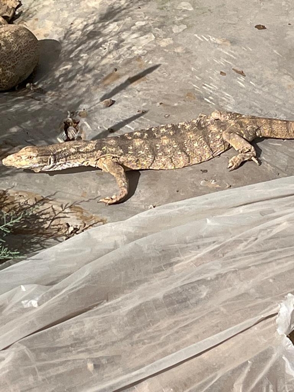 Grey Monitor  photographed by אריה לב רוזנברג 