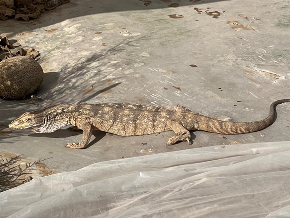 Grey Monitor  photographed by אריה לב רוזנברג 