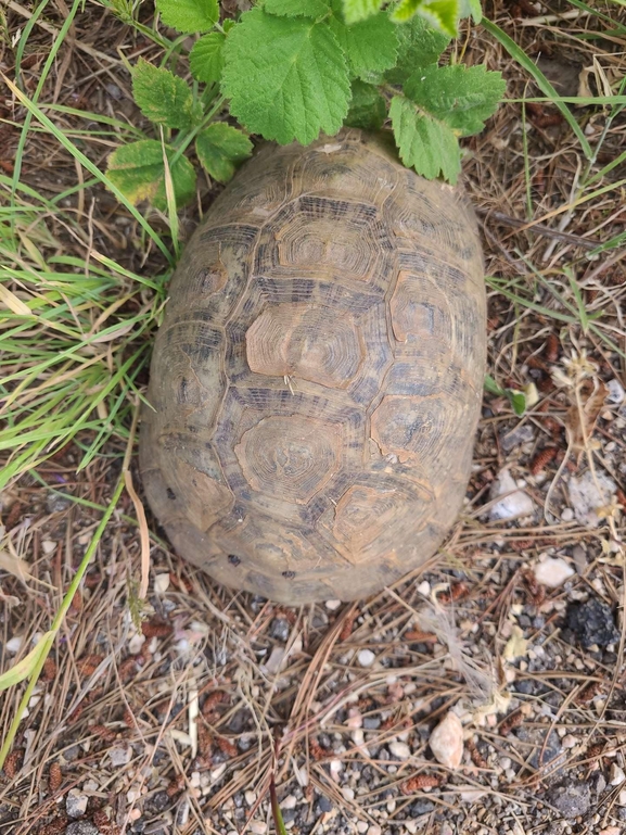 Testudo graeca  photographed by עידו שקד 