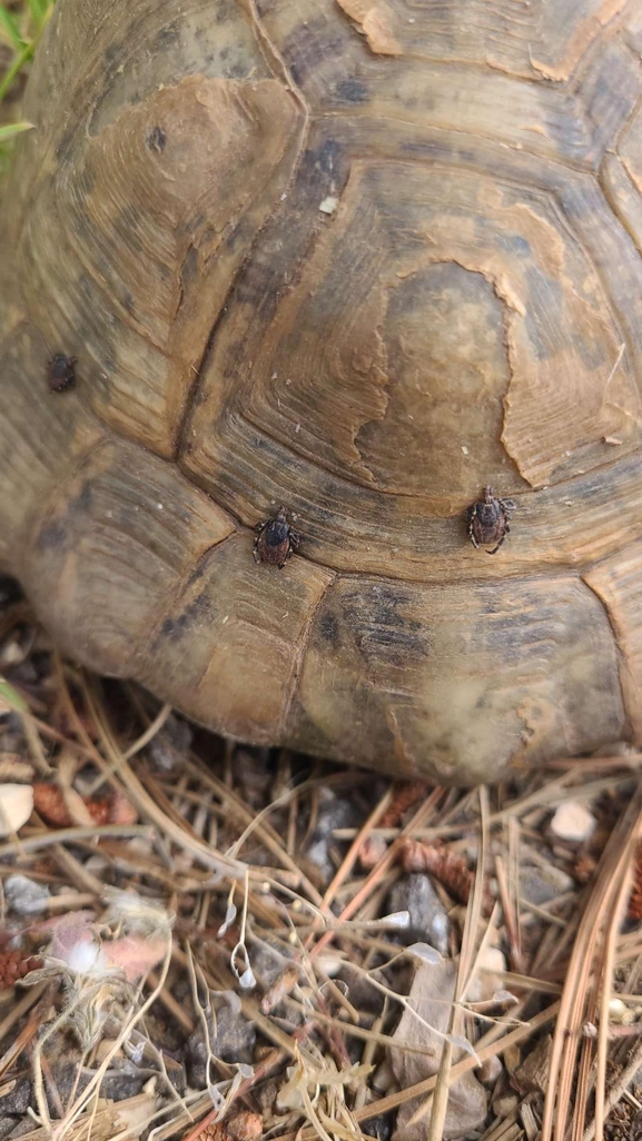 Testudo graeca  photographed by עידו שקד 