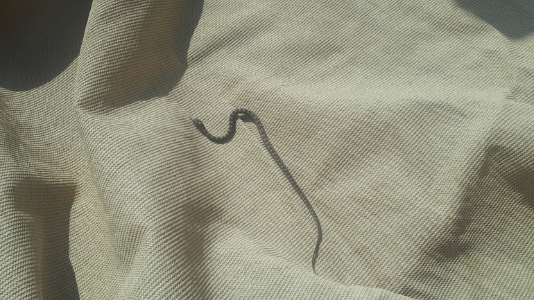 Hemorrhois nummifer  photographed by רז נחתומי 