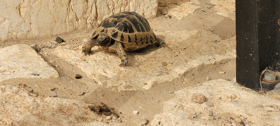 Testudo graeca  photographed by דניאל די-צ'זרה 