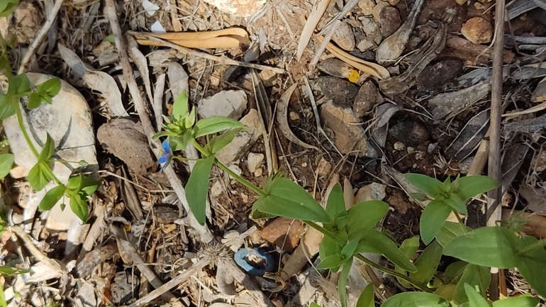 Bufo viridis  photographed by נעם שגב 