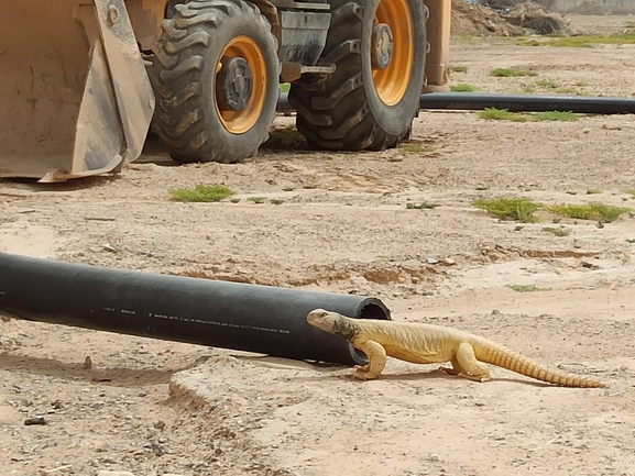 Uromastyx aegyptia  צולם על ידי דורון ניסים 