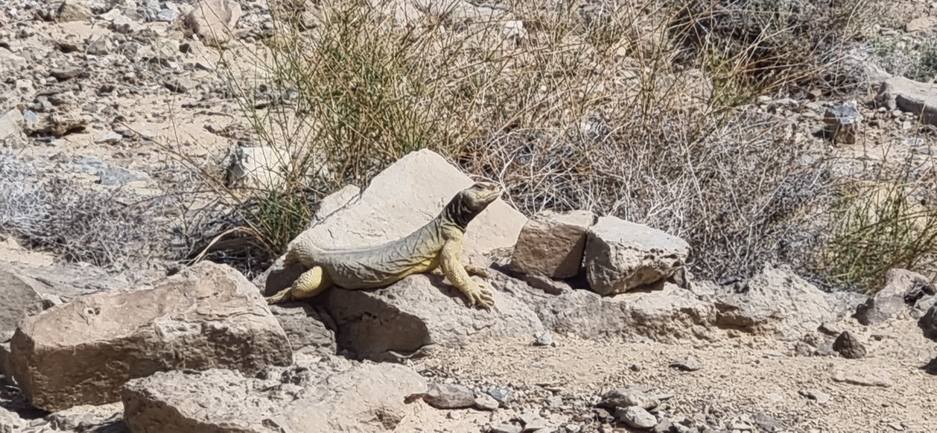 Uromastyx aegyptia  צולם על ידי דניאל שמר 