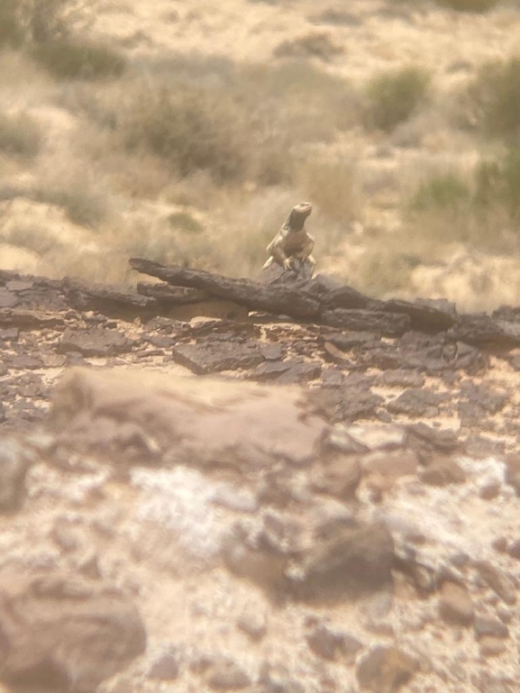 Dabb Lizard  photographed by דניאל שמר 