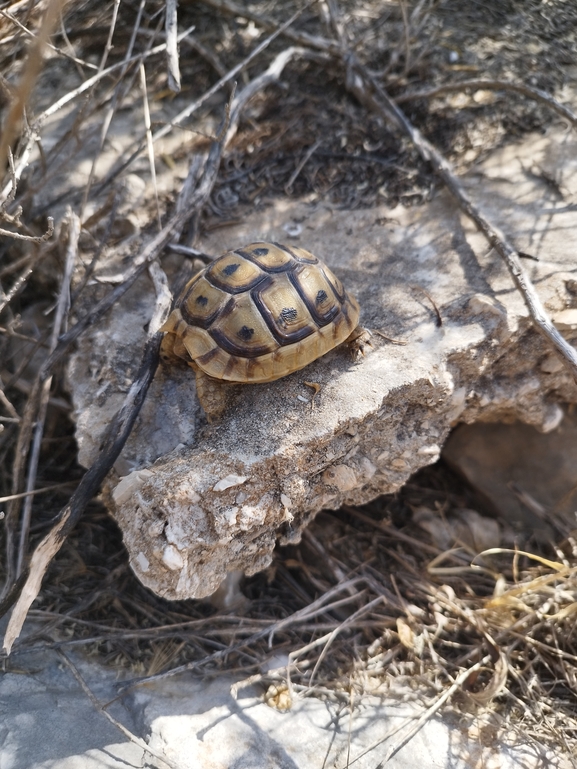 צב-יבשה מצוי  צולם על ידי בעז שחם 