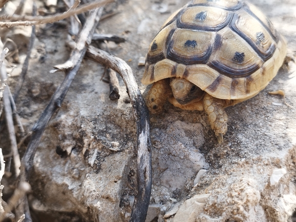 Testudo graeca  photographed by בעז שחם 