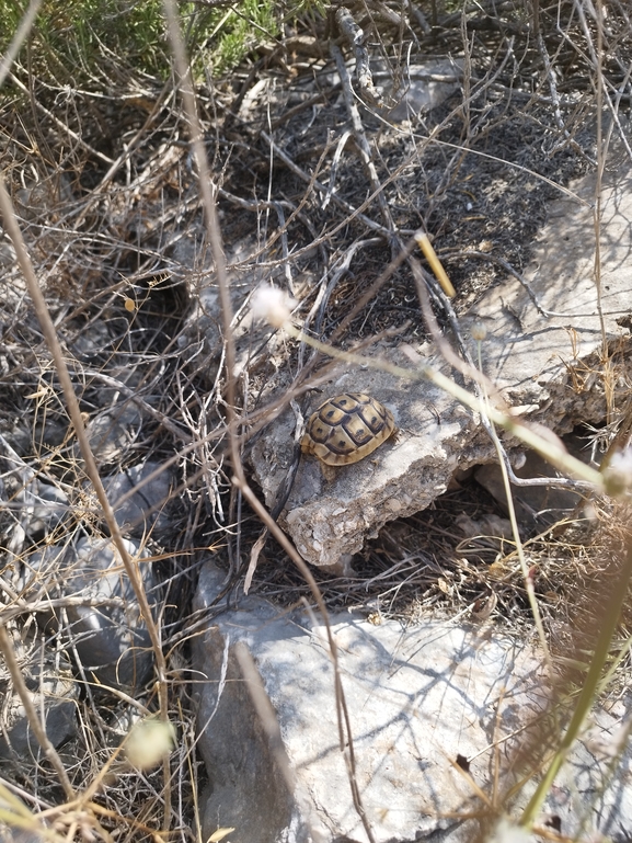 Testudo graeca  photographed by בעז שחם 