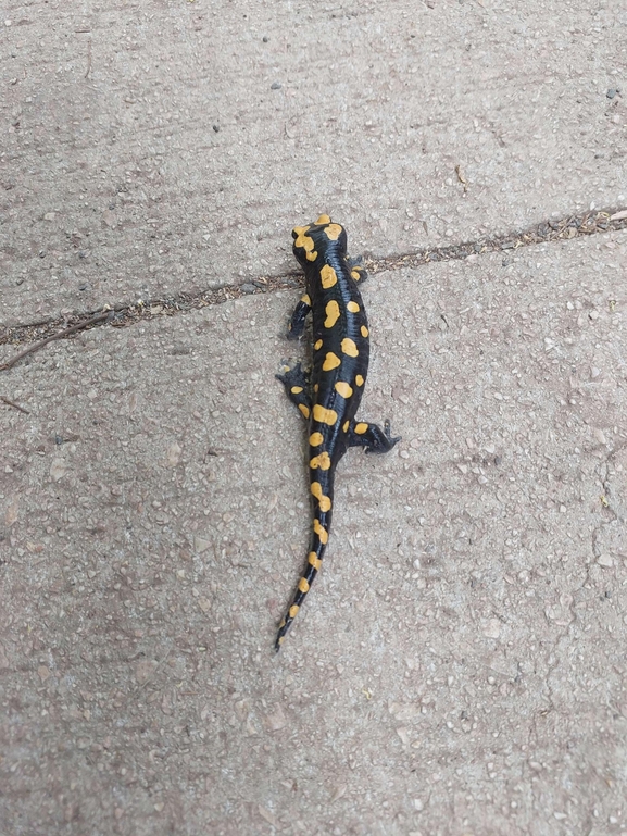 Salamandra infraimmaculata  photographed by מאיד אבו עואד 