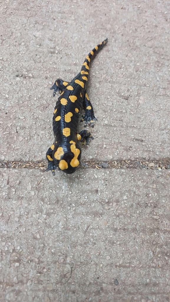 Salamandra infraimmaculata  photographed by מאיד אבו עואד 