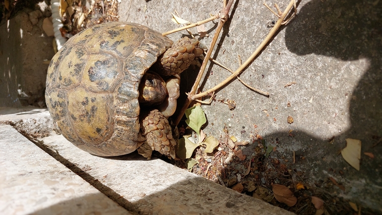 Testudo graeca  photographed by נטע פרידמן 