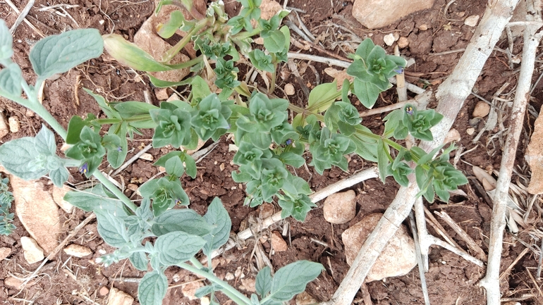 Bufo viridis  photographed by נעם שגב 